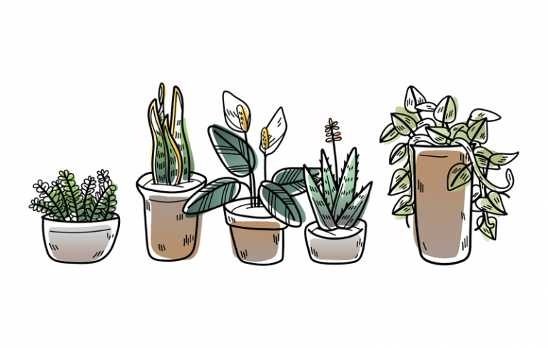 We’ve Bought Our Entire Team Their Own Plant – And Here’s Why